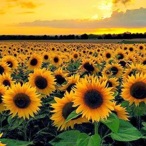 Meet your Posher, Alesia